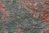 Large, x Scyphocrinites Crinoid Plate - Morocco #45213-3